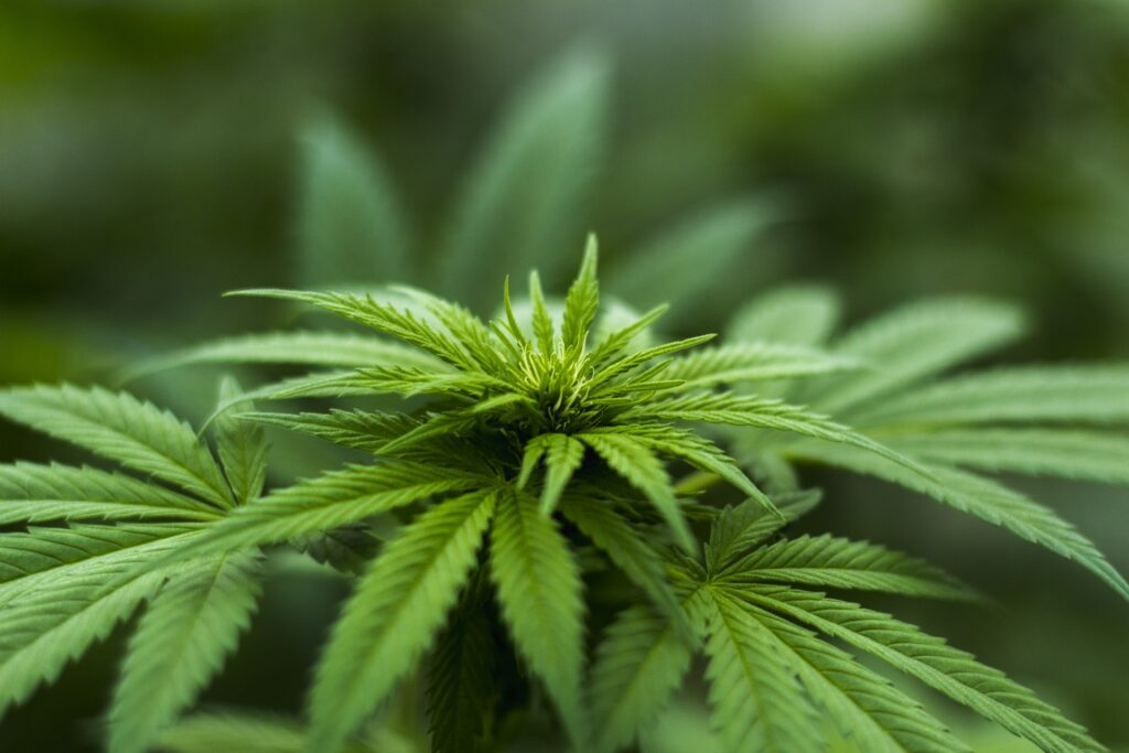 marijuana cannabis Connecticut