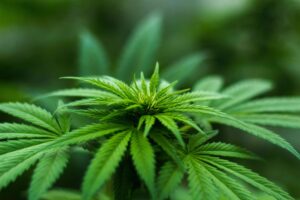marijuana plants, cannabis, Connecticut laws
