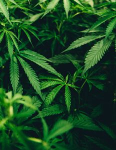 Cannabis, marijuana, Connecticut laws