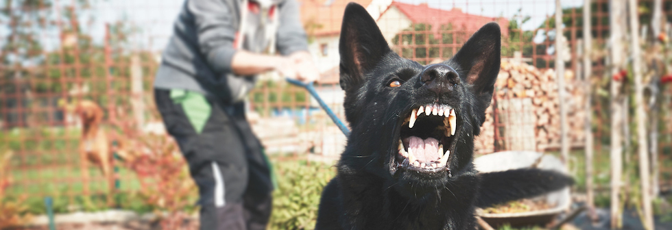 Dog Bites: If you or a family member are bitten or attacked by a dog, the owner or keeper of the dog is liable for your injuries under Connecticut’s strict liability dog bite law.